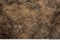 Photo Textures of Animal Skin